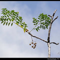 Chinaberry tree 苦楝樹、苦苓