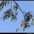 Chinaberry tree 苦楝樹、苦苓