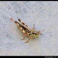 Grasshopper 蚱蜢