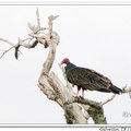 Turkey Buzzard, Turkey Vulture 紅頭美洲鷲