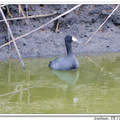 American Coot 美洲白骨頂、美洲泥雞