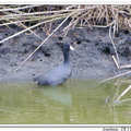 American Coot 美洲白骨頂、美洲泥雞