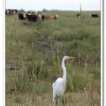 Great Egret 大白鷺