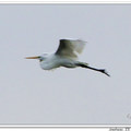 Great Egret 大白鷺