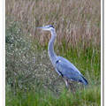 Blue Heron 蒼鷺