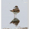 Ringed Plover 環頸鴴