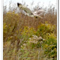 Red-tailed Hawk 紅尾鵟