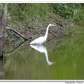 Great Egret 大白鷺