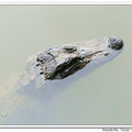 American Alligator 美國短吻鱷