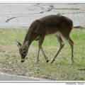 White-tailed Deer 白尾鹿
