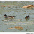 Common Moorhen 紅冠水雞