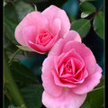 01 玫瑰 Rose - 4