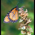 Monarch Butterfly 帝王斑蝶、黑脈樺斑蝶
