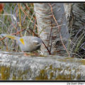 Formosa laughing thrush 金翼白眉(雌鳥)