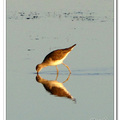 Greater Yellowlegs 大黃腳鷸