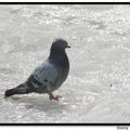 Pigeon 鴿