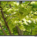 槭樹科 槭樹屬
翅果扁平,兩翅開約成直角.花期4月，
是華北著名的秋葉樹種