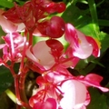 Begonia 海棠