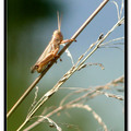 Grasshopper 蚱蜢