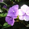又叫番茉莉、變色茉莉, 夜紫香花, 夜間會散發茉莉的香味, 原產地是巴西。

哥斯大黎加 2006/9
