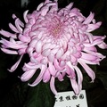 紫菊 ～ 人面桃花