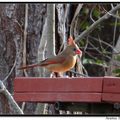 Northern Cardinal 北美紅雀(雌)