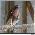 Red-Tailed Hawks 紅尾鵟