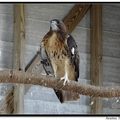 Red-Tailed Hawks 紅尾鵟