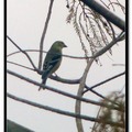 American Goldfinch(winter plumage) 北美金翅雀 雌鳥