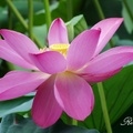 荷 花 Lotus