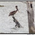 Brown Pelican 褐鵜鶘