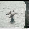 Brown Pelican 褐鵜鶘