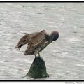 Brown Pelican 褐鵜鶘