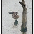 Brown Pelican 褐鵜鶘