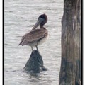 Brown Pelican 褐鵜鶘