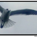 Laughing Gull 笑鷗