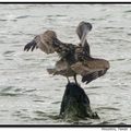 Brown Pelican 褐鵜鶘