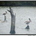 Brown Pelican 褐鵜鶘