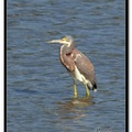 Tricolored Heron 三色鷺