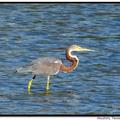 Tricolored Heron 三色鷺