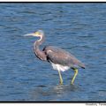 Tricolored Heron 三色鷺