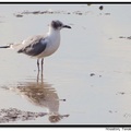 Laughing Gull 笑鷗