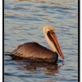 Brown Pelican 褐鵜鶘