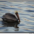 Brown Pelican 褐鵜鶘