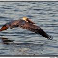 Brown Pelican 褐鵜鶘