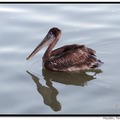 Brown Pelican 褐鵜鶘