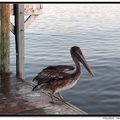 Brown Pelican 褐鵜鶘