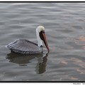 Brown Pelican 褐鵜鶘