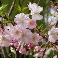 海棠又稱〈花中神仙〉〈國艷〉〈花貴妃〉，屬於薔薇科蘋果屬的落葉小喬木，花色有粉桃紅和粉白兩種,花梗細長,花果隨梗下垂,故名垂絲海棠。花謝後結成像蘋果般可愛小果子,可食用也可作蜜餞。其變種主要有重瓣垂絲海棠和白花垂絲海棠,四月開花。
2004 北京「玉淵潭公園」