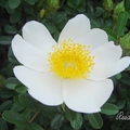 Mermaid、Cherokee Rose (Rosa laevigata) 野薔薇、高山薔薇